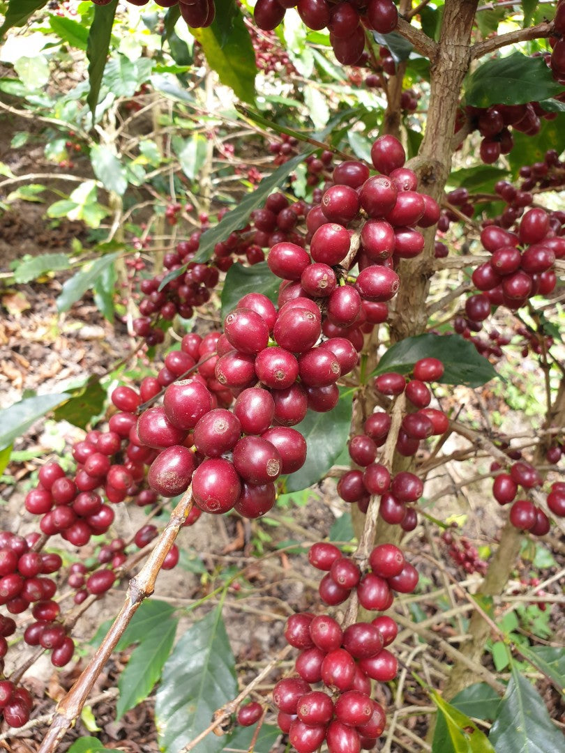 Honduras Honey | Moderner Filterkaffee