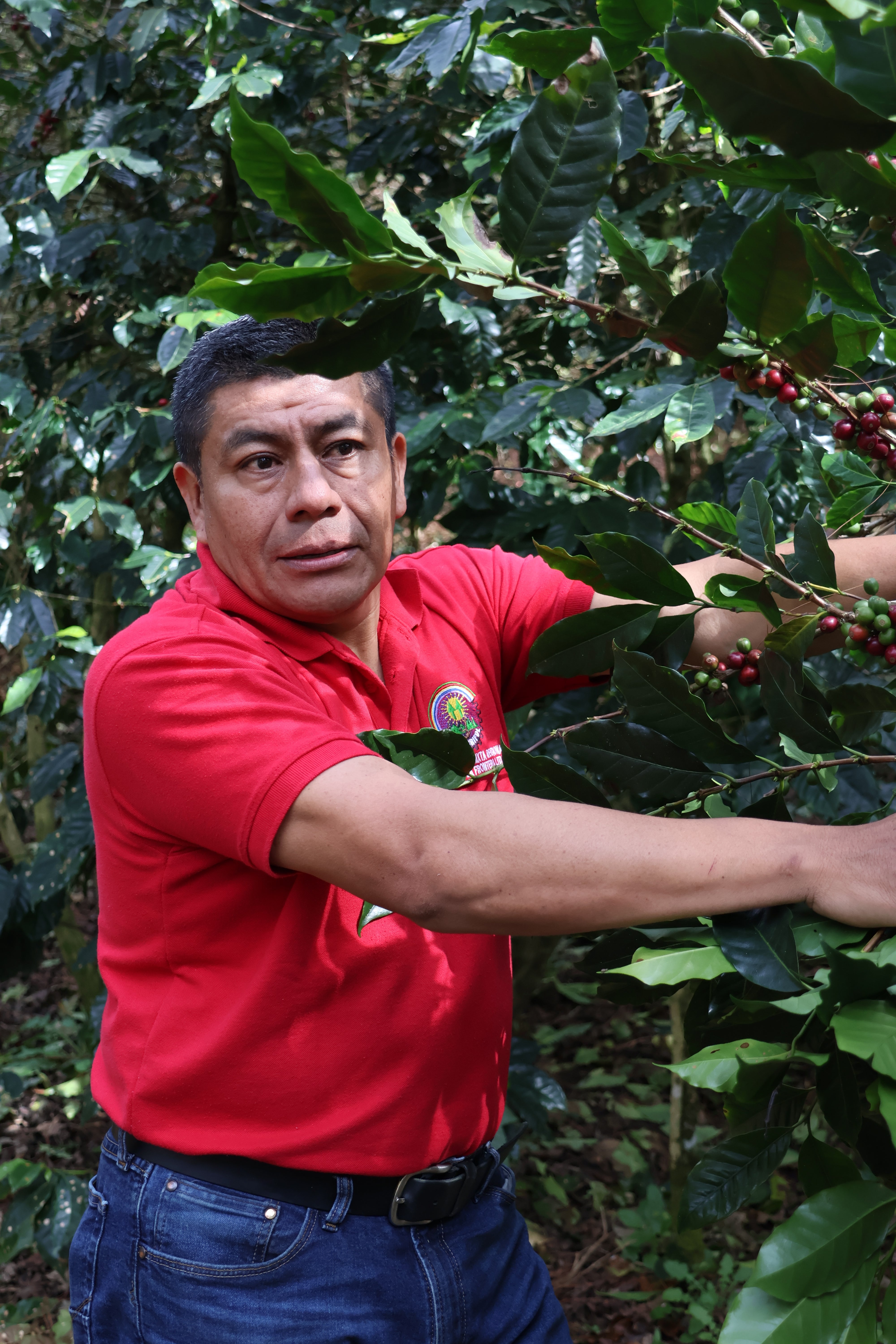 Honduras Combrifol Natural | Moderner Filterkaffee | Single Origin