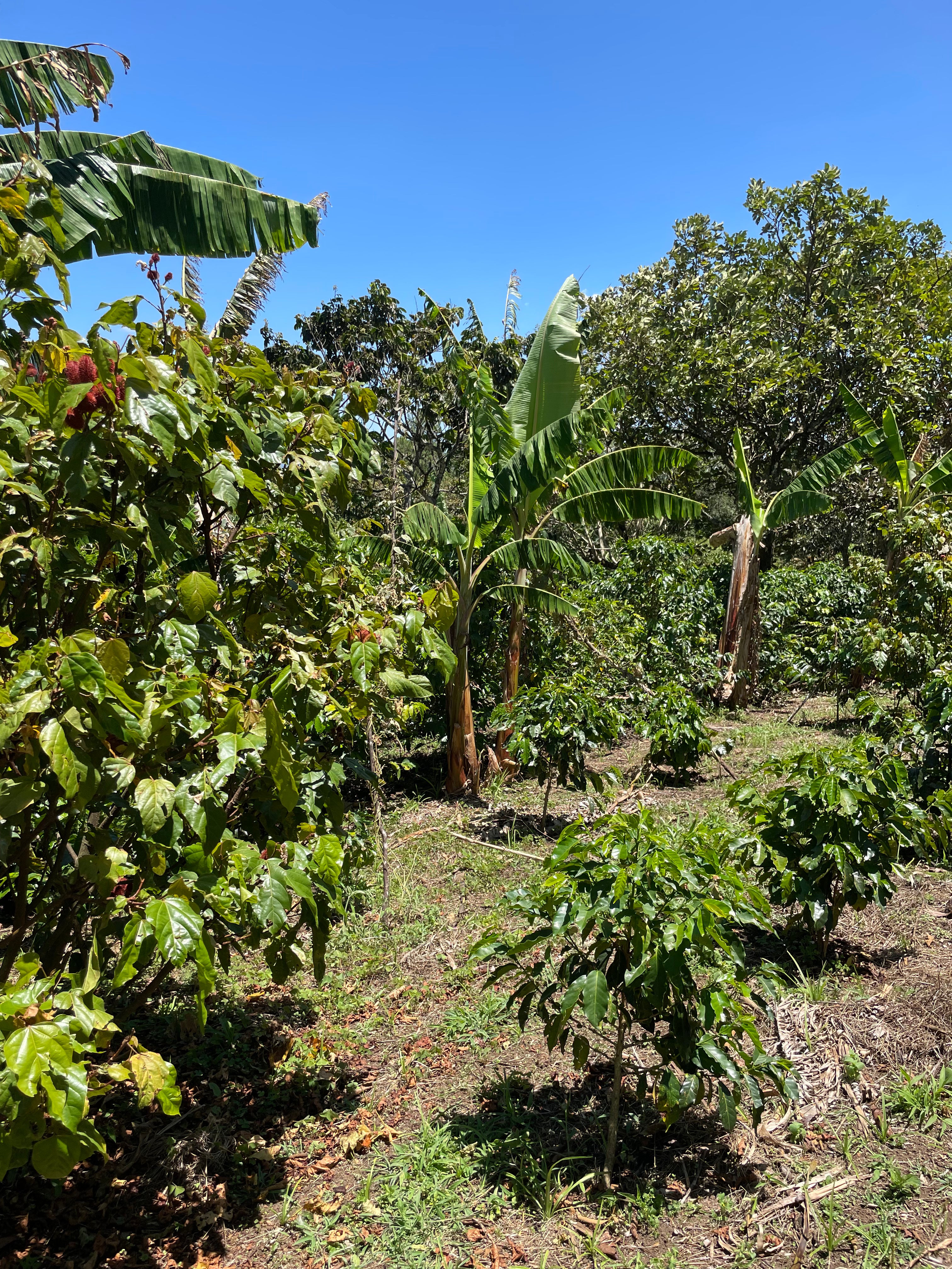 KOLUMBIEN COSURCA | Honey Microlot | Moderner Filterkaffee | Single Origin