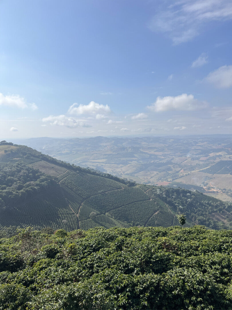 BRASILIEN COOPFAM | Natural Microlot | Moderner Filterkaffee | Single Origin