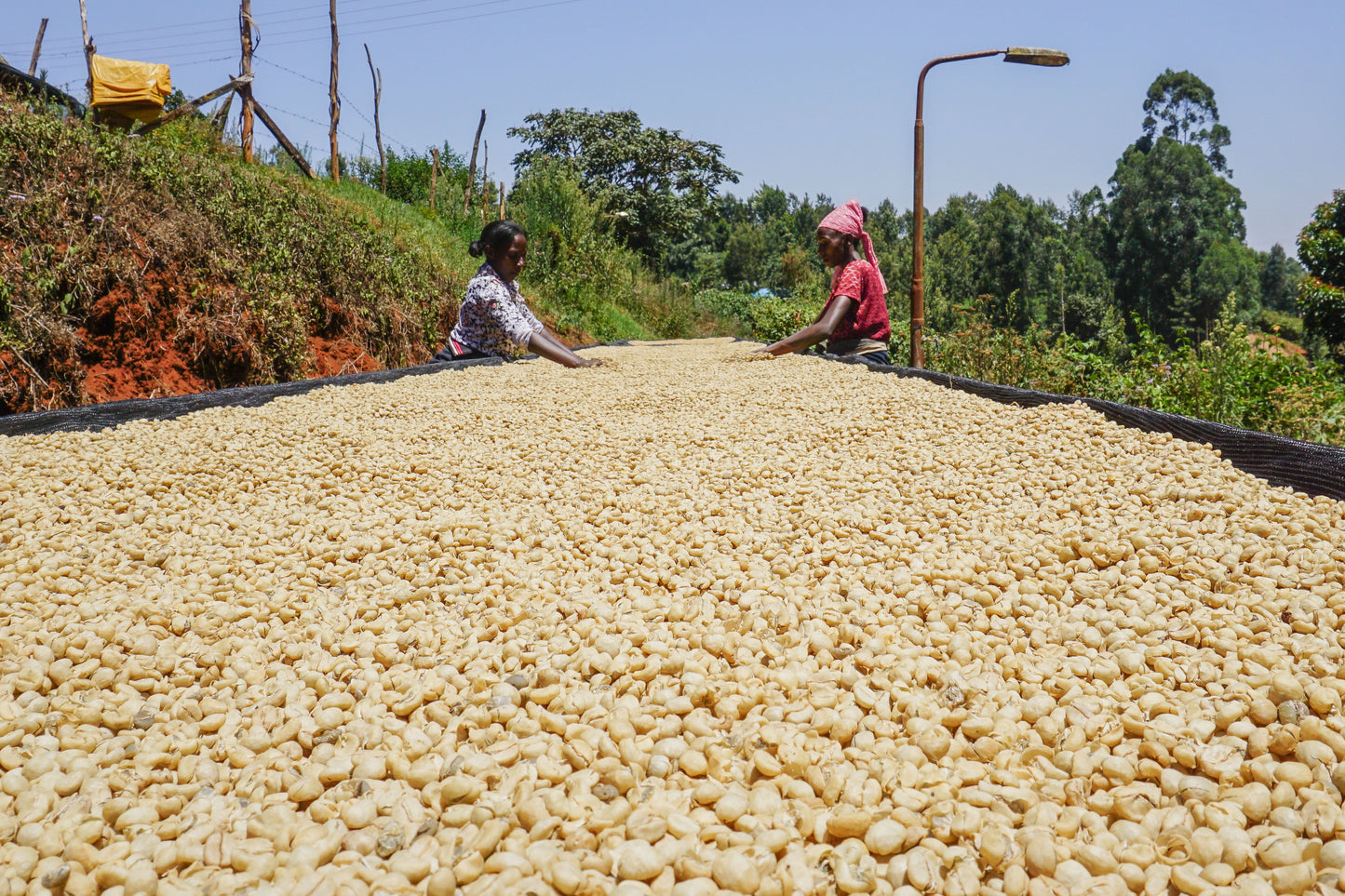 Kenia Gathanji AA - Microlot, washed | Moderner Filterkaffee