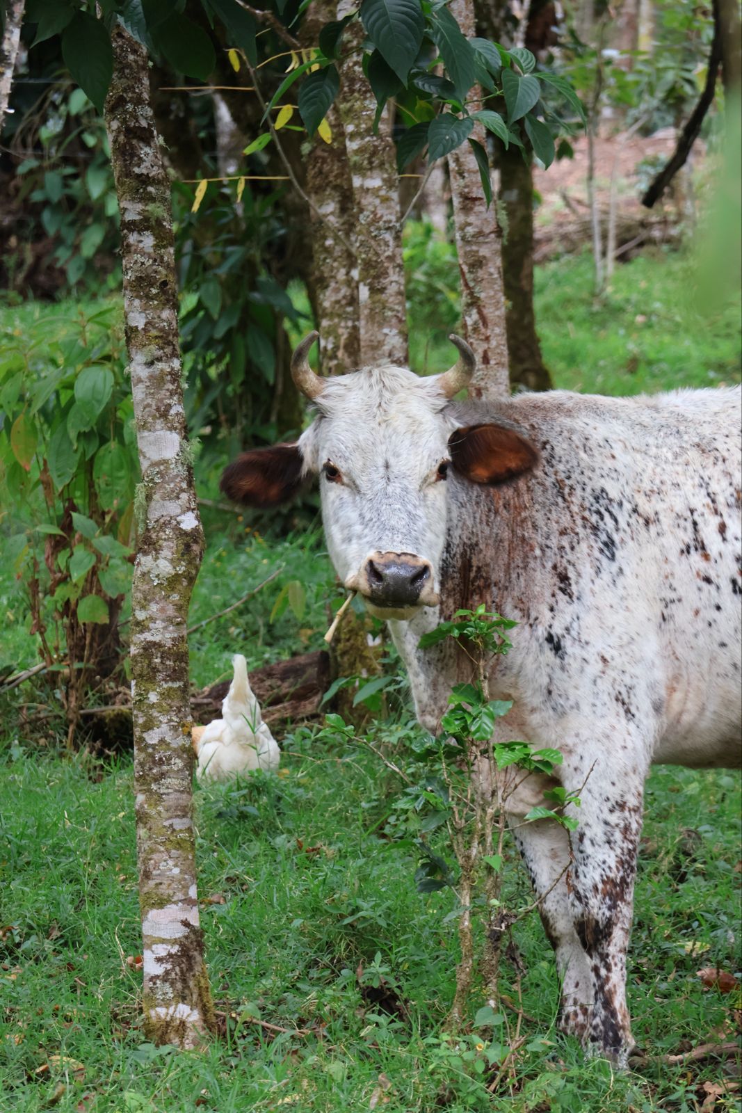 KOLUMBIEN COSURCA | Microlot Honey | Moderner Espresso & Kaffee | Single Origin