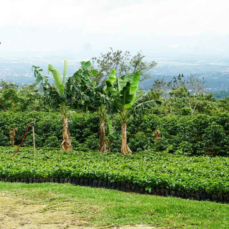 Costa Rica, Perla del Café, Yellow Honey SL-28 | Moderner Filterkaffee