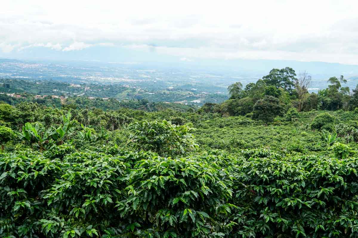 Costa Rica, Perla del Café, Yellow Honey SL-28 | Moderner Filterkaffee