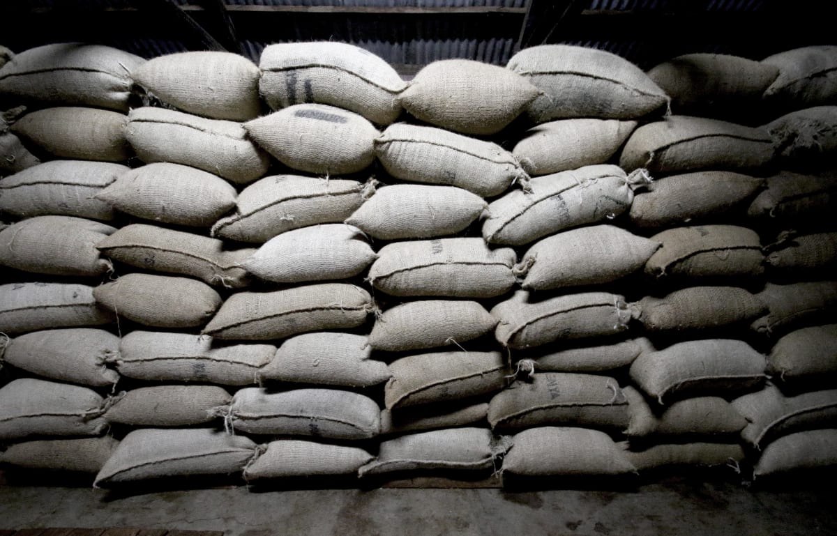 Kenia Ndimaini AA - Microlot 3, washed | Moderner Filterkaffee