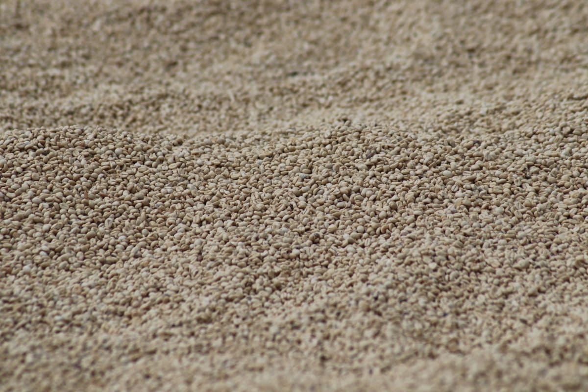Kenia Ndimaini AA - Microlot 3, washed | Moderner Filterkaffee