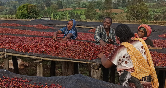 ÄTHIOPIEN GUJI Dimtu Tero Farm NATURAL | Moderner Filterkaffee