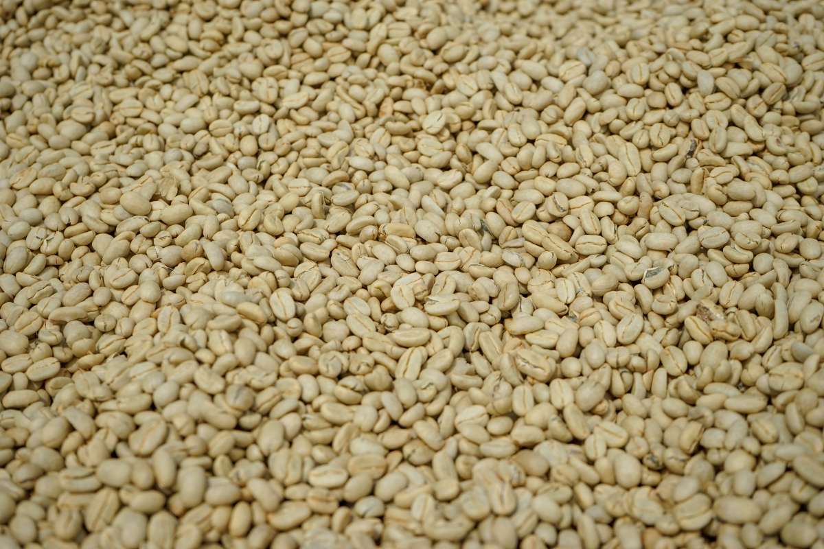 Äthiopien Kochere, Washed | Moderner Filterkaffee