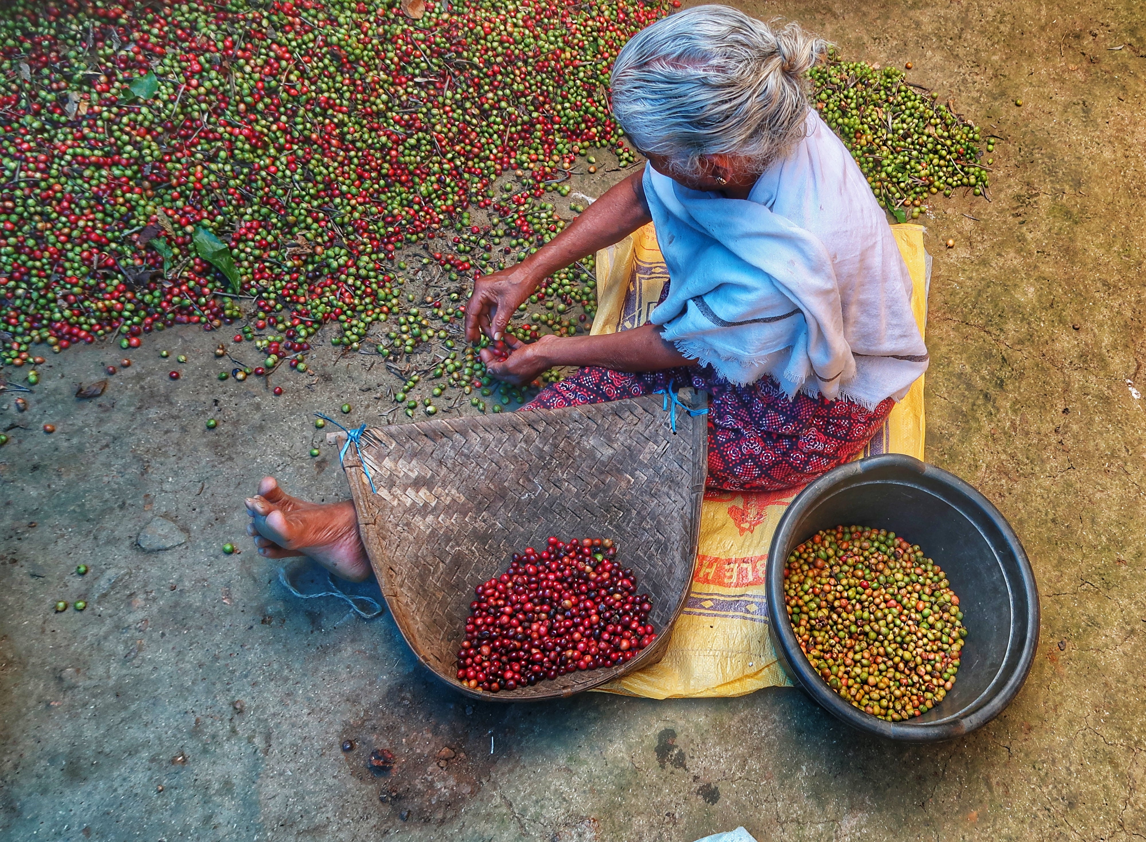 INDIEN ANAEROBIC NATURAL | Fine Robusta Special Nanolot | Filterkaffee & Moderner Espresso