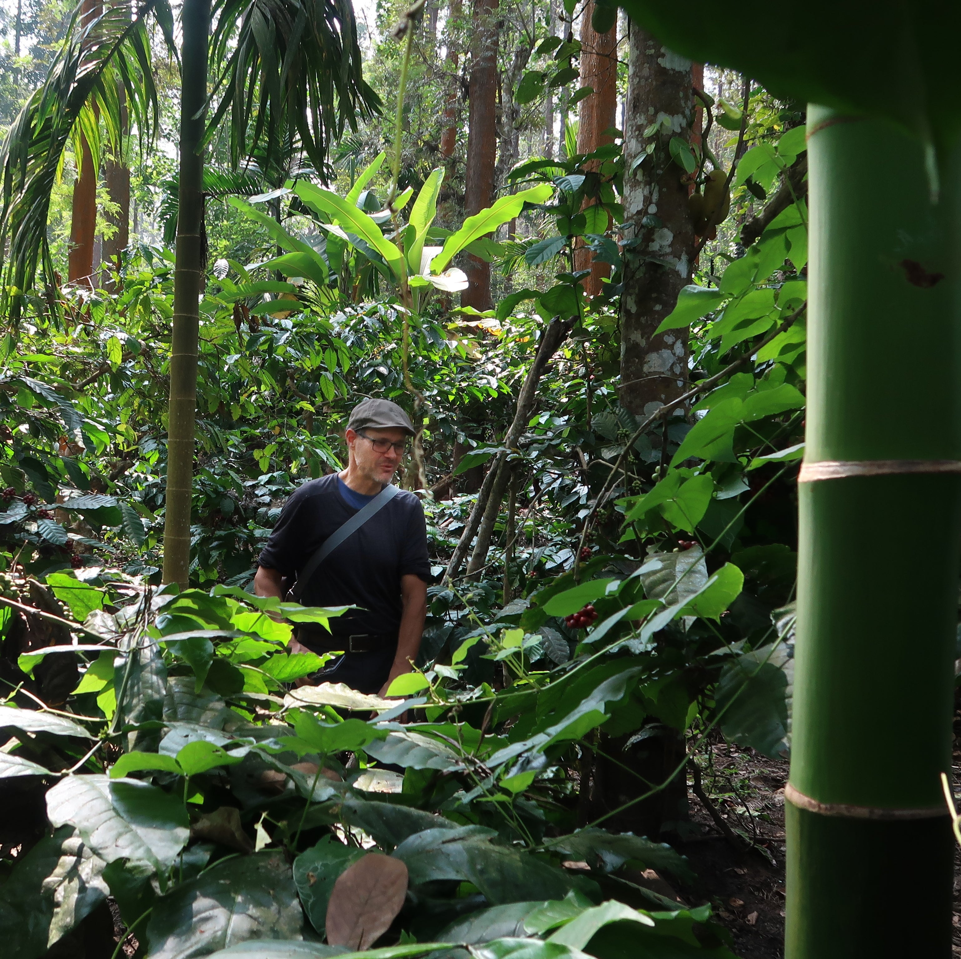 INDIEN ANAEROBIC NATURAL | Fine Robusta Special Nanolot | Filterkaffee & Moderner Espresso