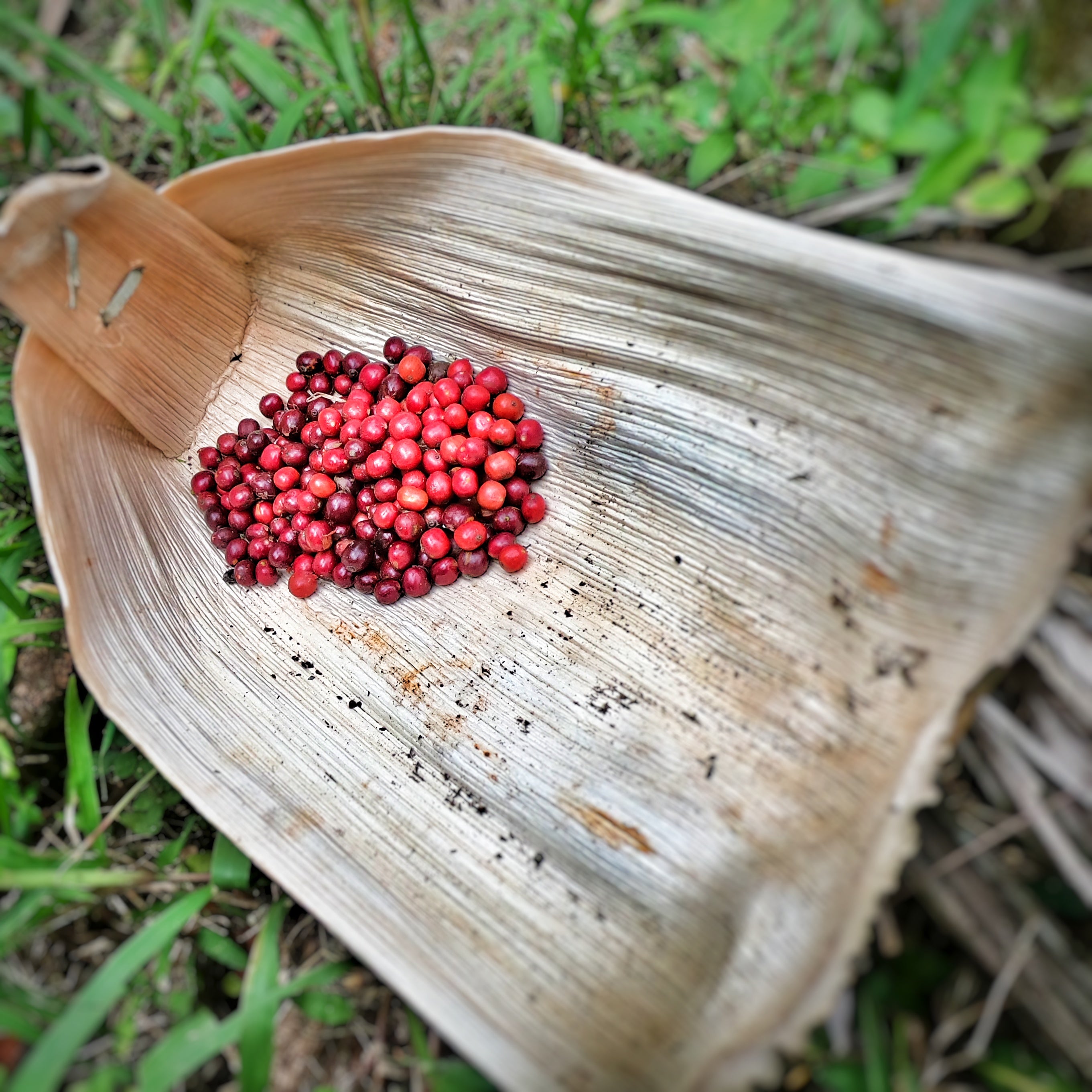INDIEN ANAEROBIC NATURAL | Fine Robusta Special Nanolot | Filterkaffee & Moderner Espresso
