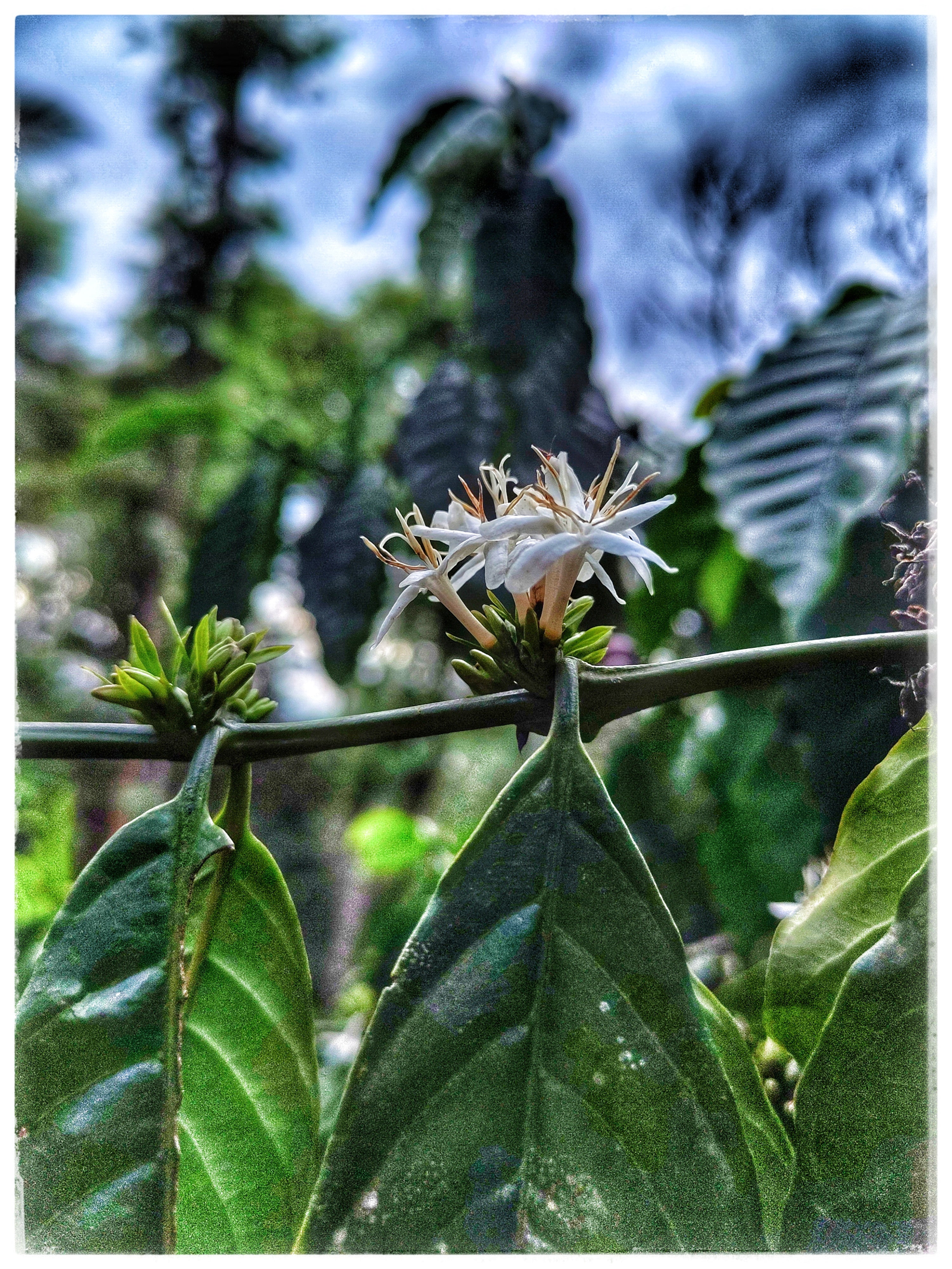 INDIEN ANAEROBIC NATURAL | Fine Robusta Special Nanolot | Filterkaffee & Moderner Espresso