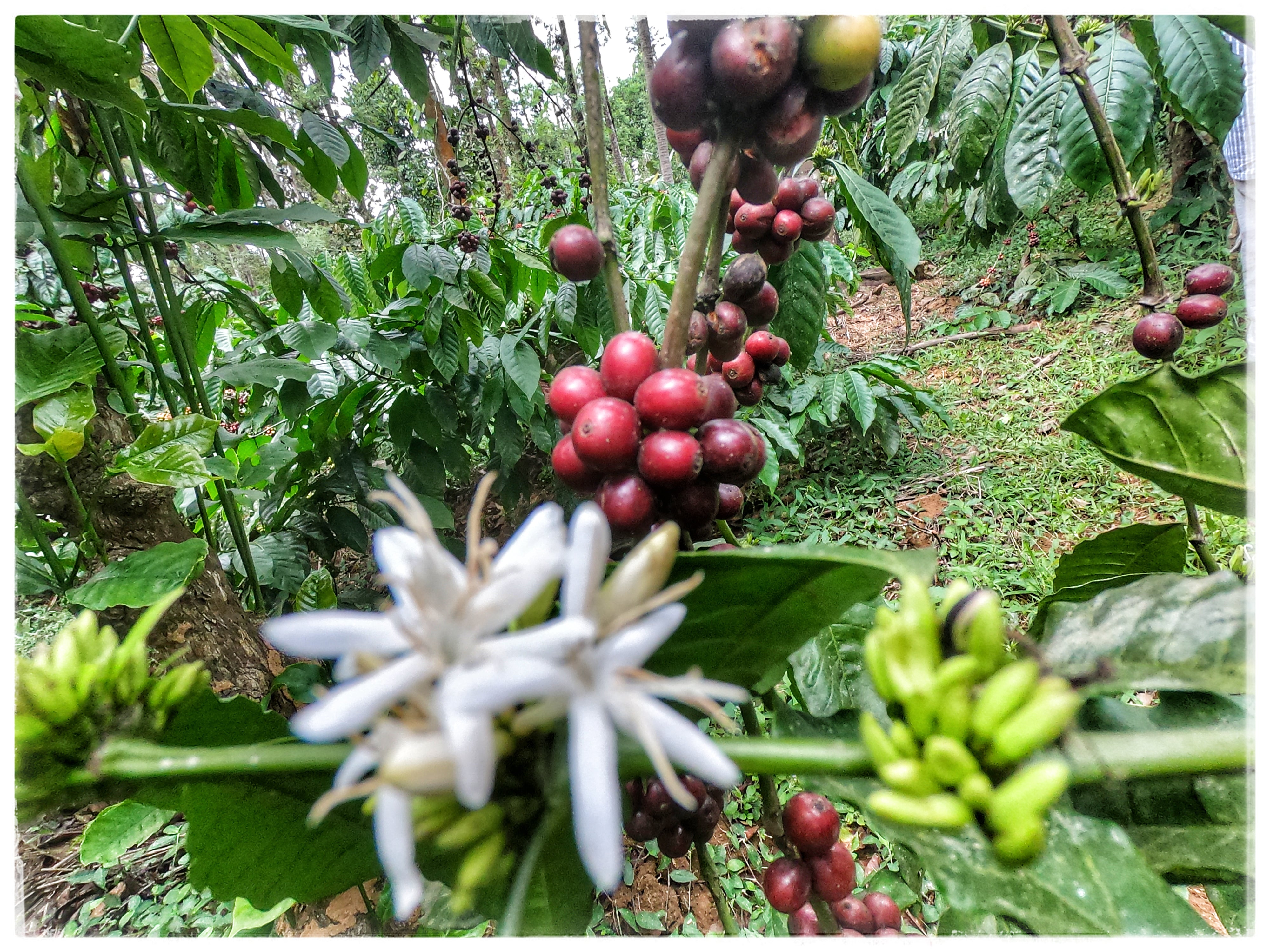 INDIEN ANAEROBIC NATURAL | Fine Robusta Special Nanolot | Filterkaffee & Moderner Espresso