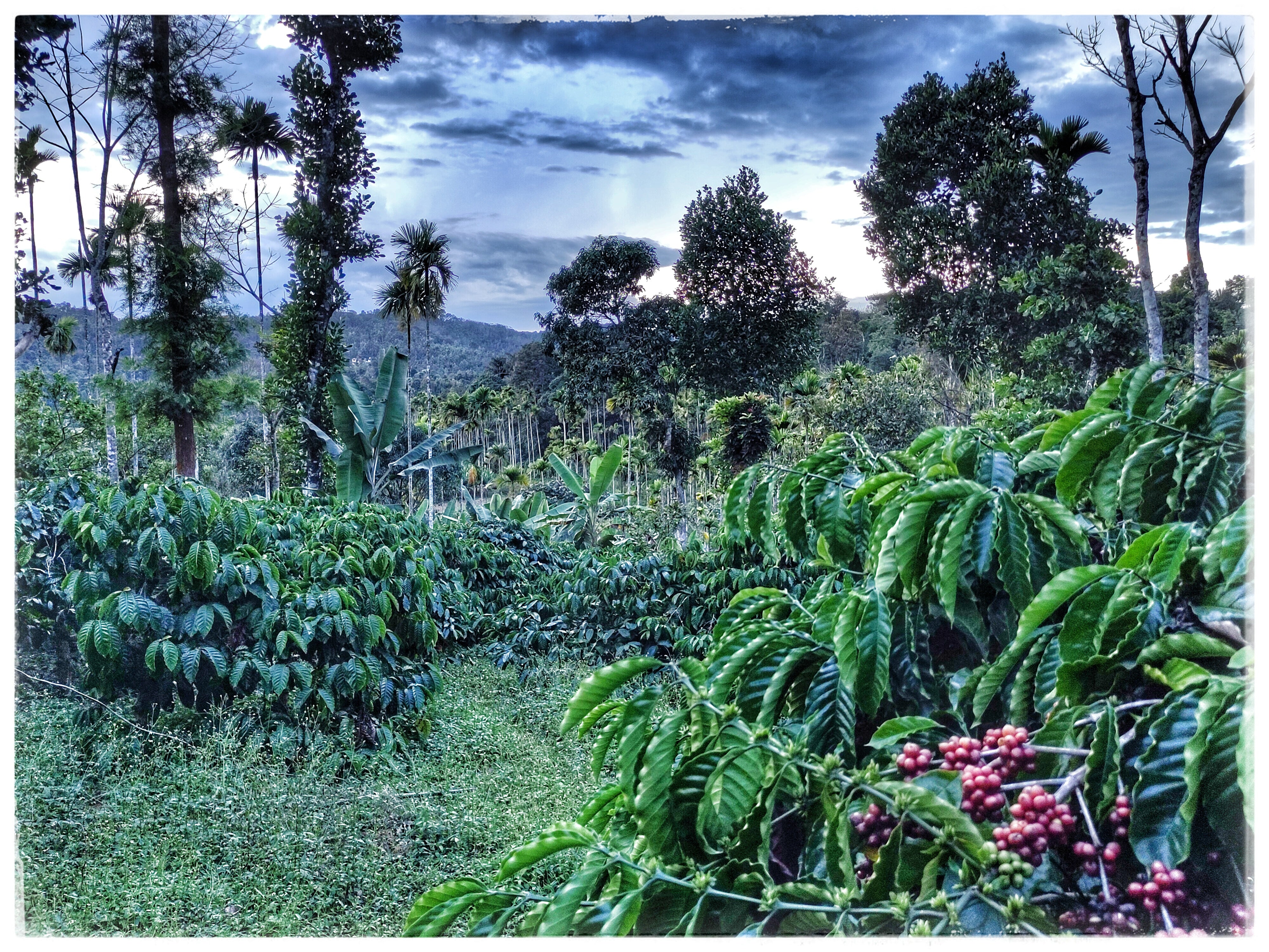 INDIEN ANAEROBIC NATURAL | Fine Robusta Special Nanolot | Filterkaffee & Moderner Espresso