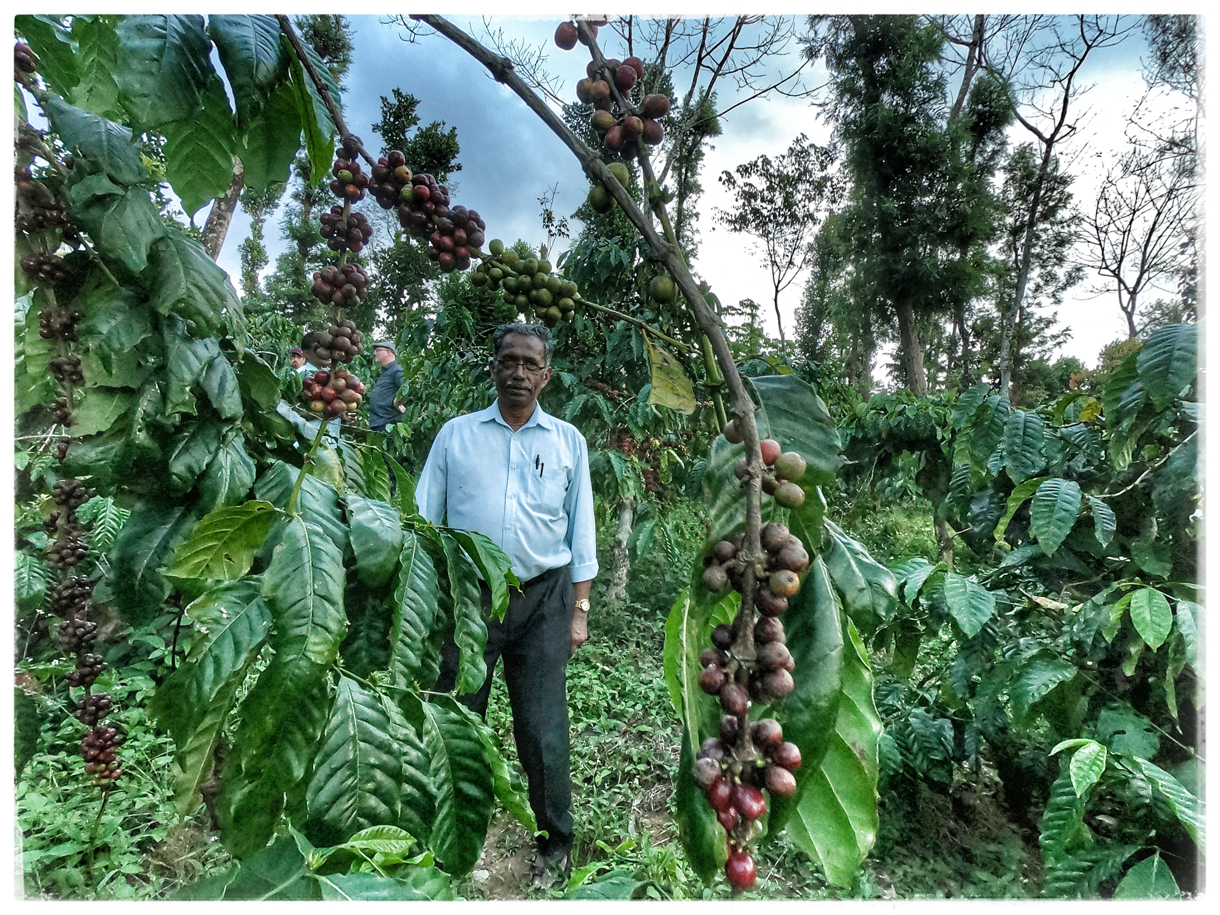 INDIEN ANAEROBIC NATURAL | Fine Robusta Special Nanolot | Filterkaffee & Moderner Espresso