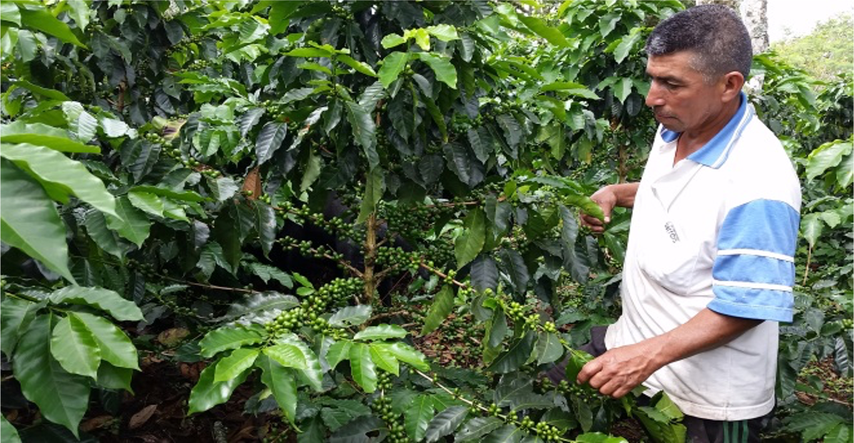 KOLUMBIEN COSURCA | Honey Microlot | Moderner Filterkaffee | Single Origin