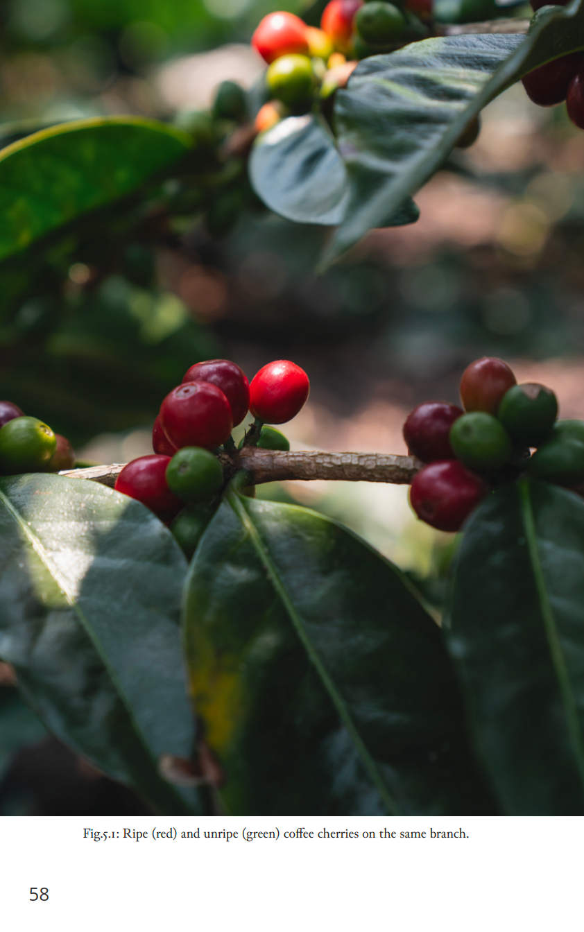 The Art and Science of Coffee Fermentation | Buch | Englisch