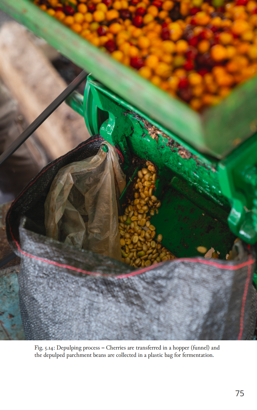 The Art and Science of Coffee Fermentation | Buch | Englisch
