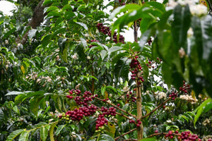 Kolumbien EL FALDON, washed | Moderner Filterkaffee