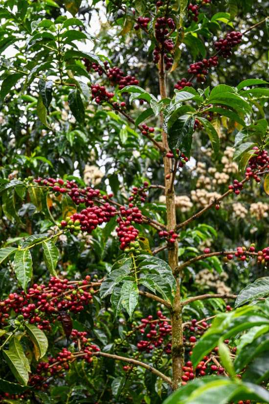 Kolumbien EL FALDON, washed | Moderner Filterkaffee