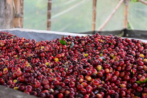 Kolumbien EL FALDON, washed | Moderner Filterkaffee