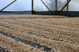 Kolumbien EL FALDON, washed | Moderner Filterkaffee