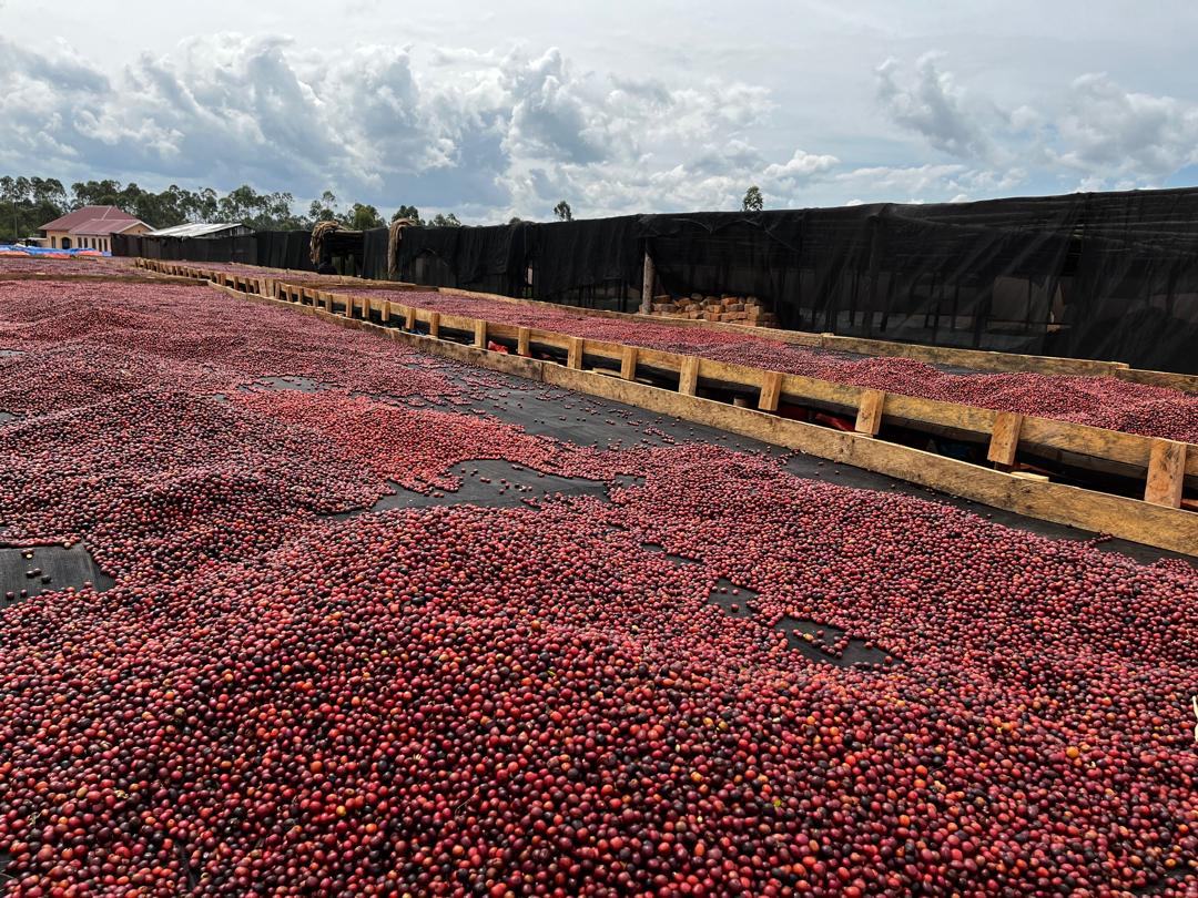 KAISER MISCHE | Neotraditioneller Espresso