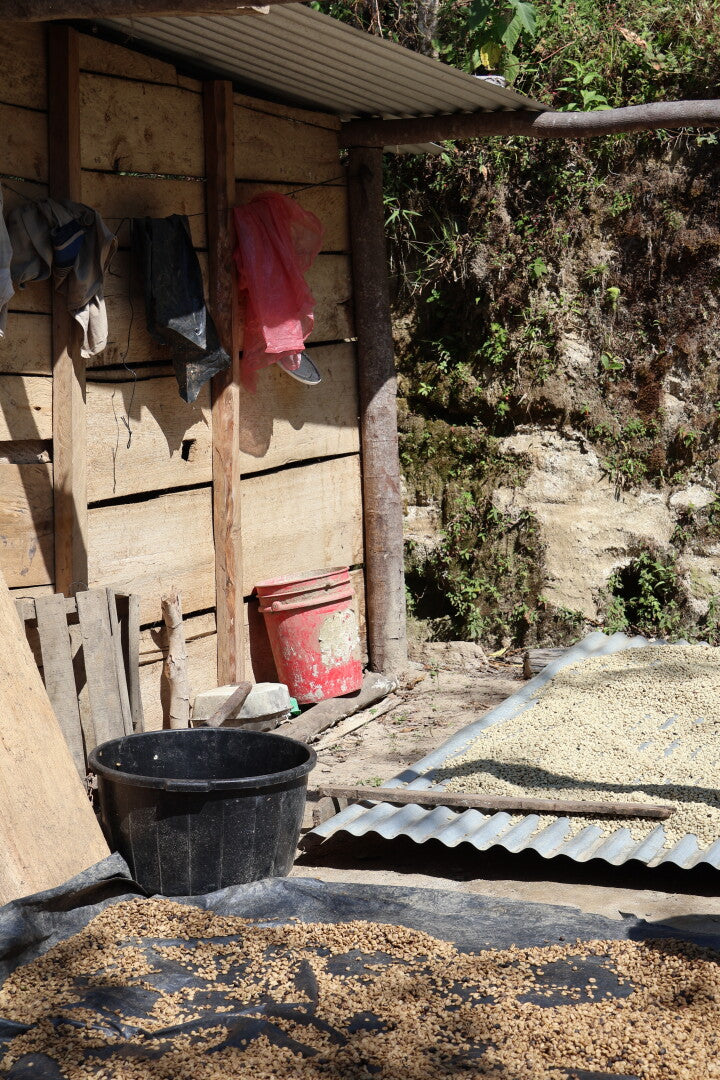 GUATEMALA MANOS CAMPESINAS | Moderner Espresso / Klassischer Filter | Single Origin