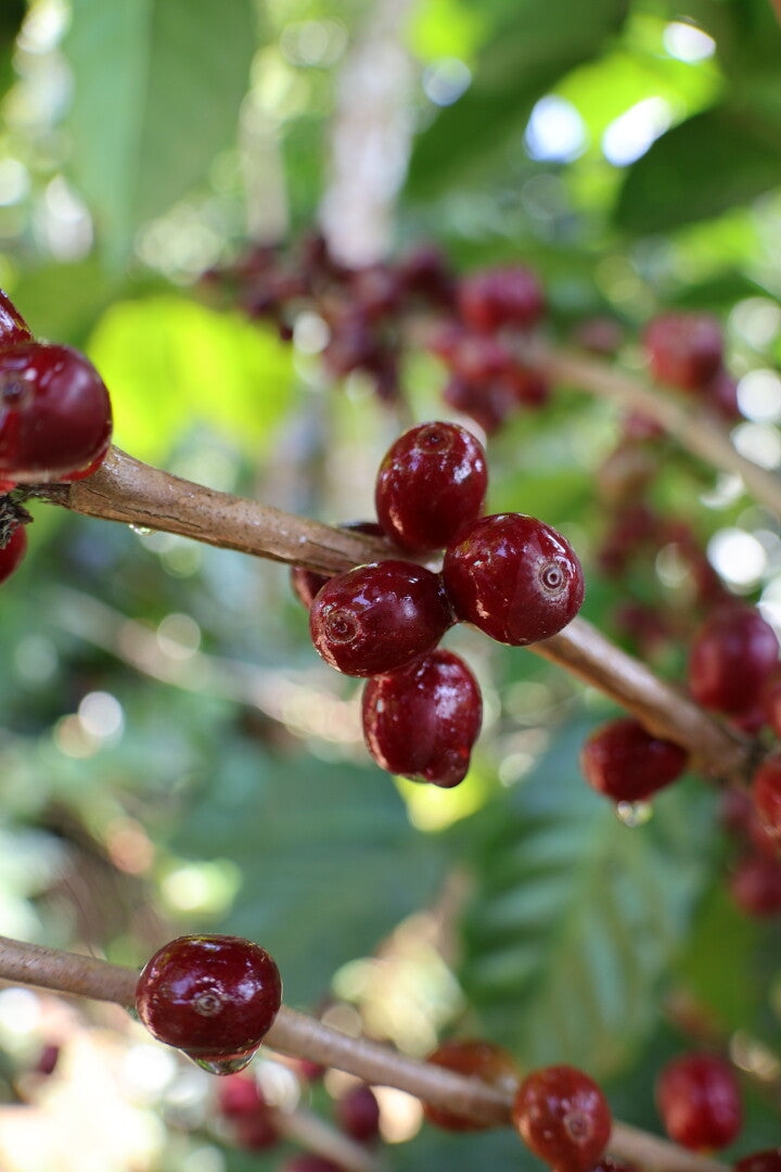 MANOS CAMPESINAS GUATEMALA | Moderner Espresso / Klassischer Filter | Single Origin
