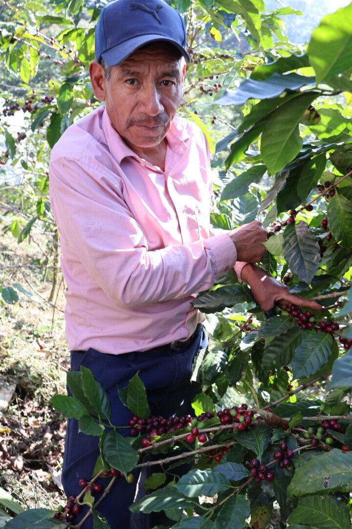 MANOS CAMPESINAS GUATEMALA | Moderner Espresso / Klassischer Filter | Single Origin