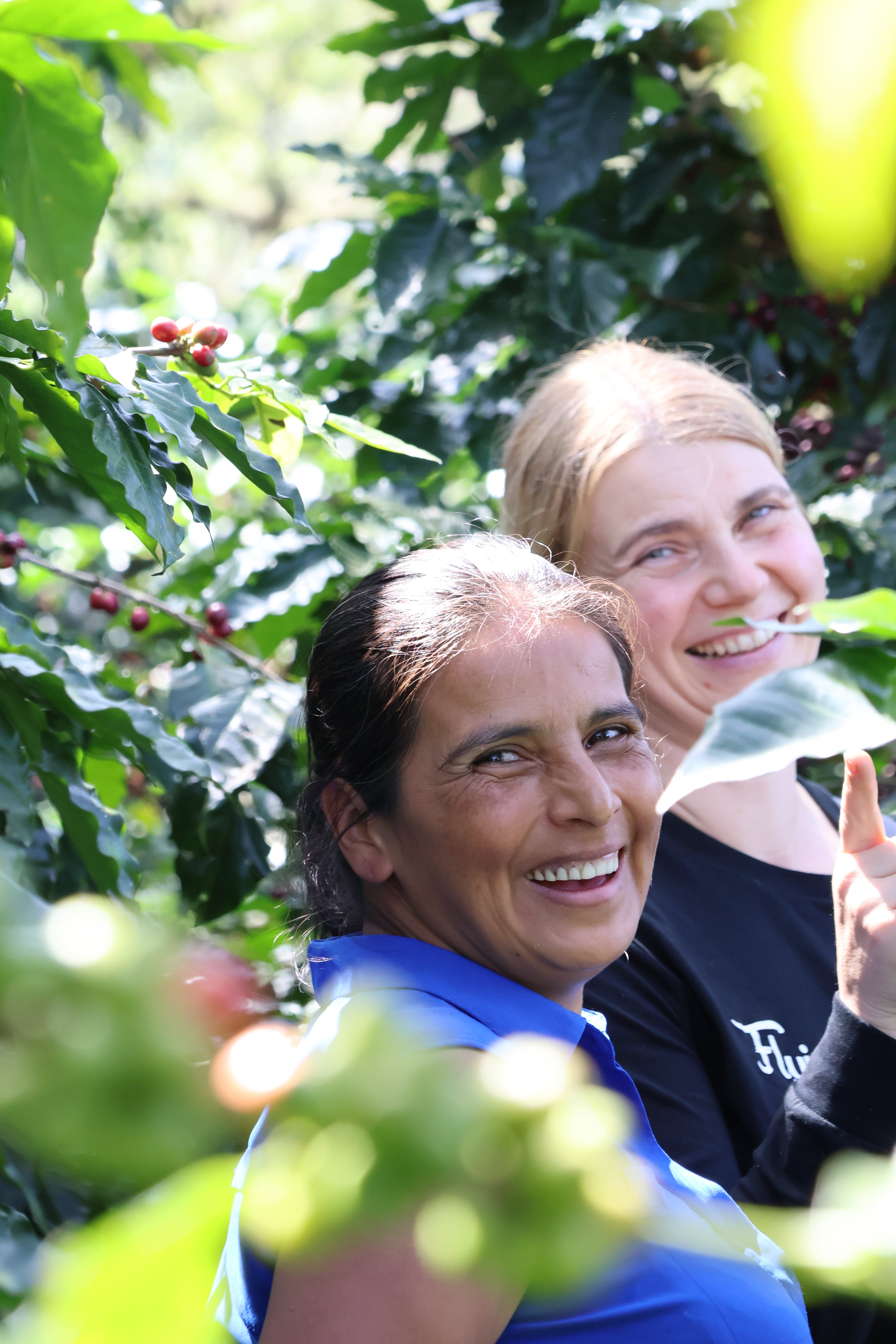 HONDURAS APROLMA | CO2 DECAF / ENTKOFFEINIERT | Espresso - Single Origin