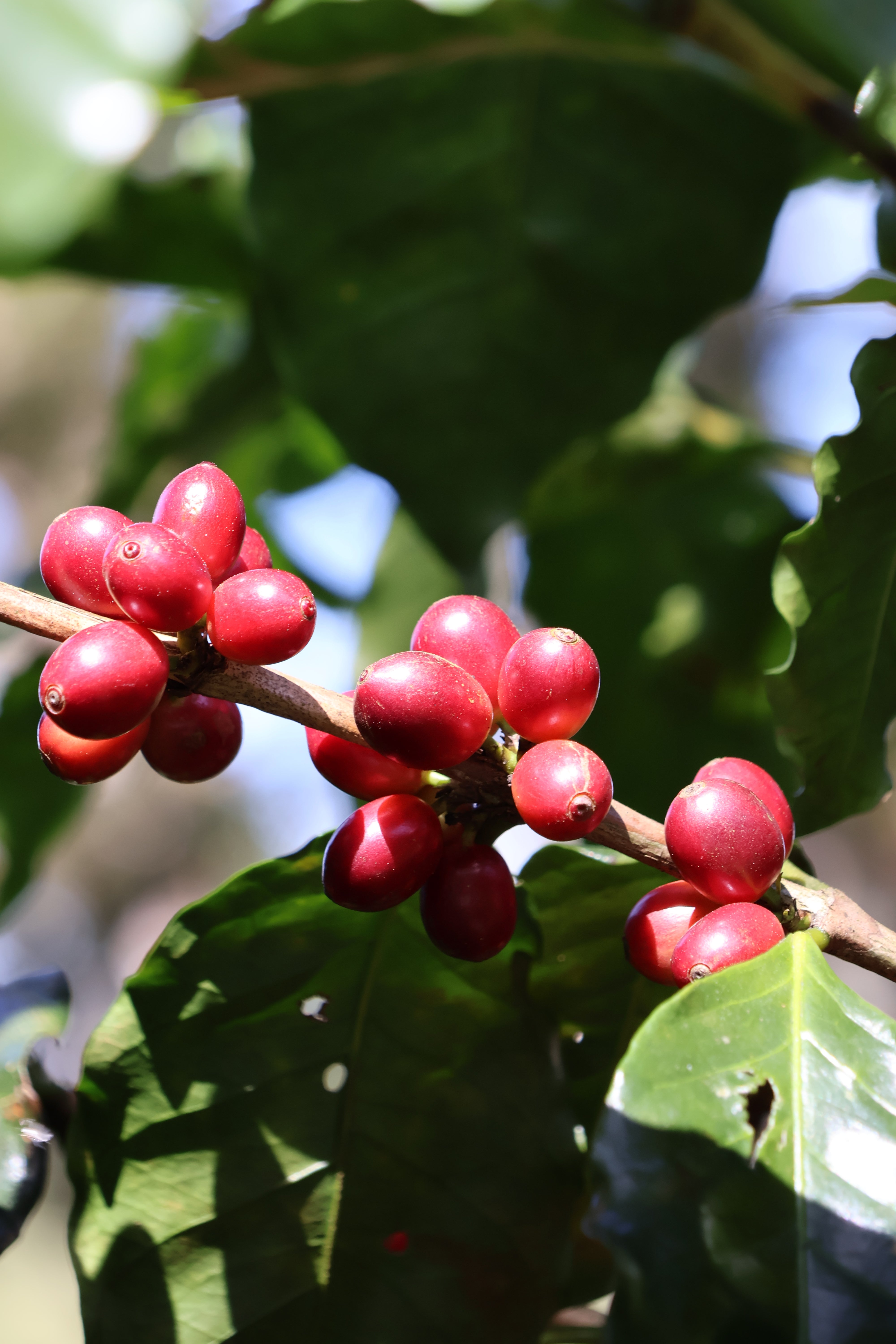 HONDURAS APROLMA | CO2 DECAF / ENTKOFFEINIERT | Espresso - Single Origin