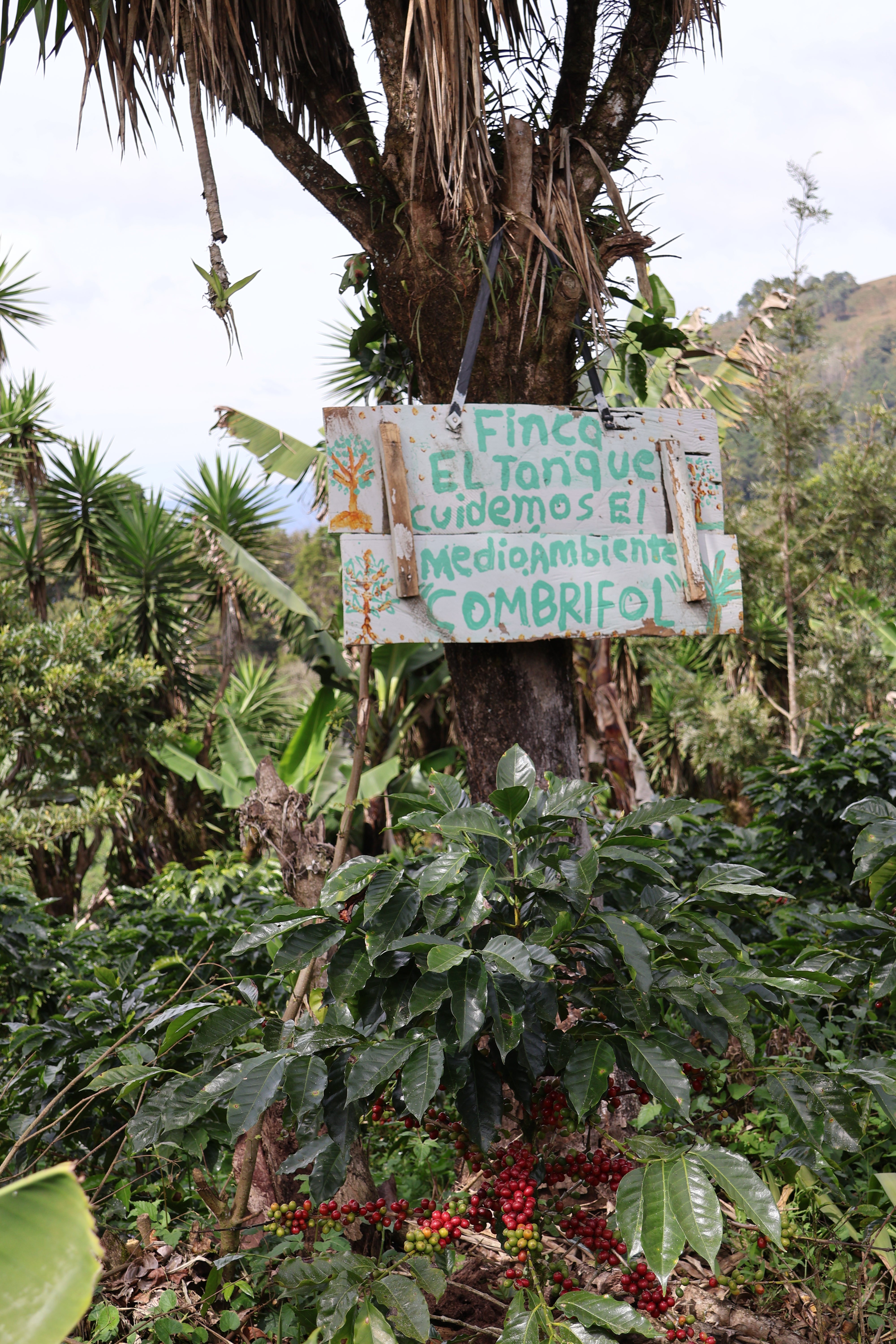 Honduras Combrifol Natural | Moderner Filterkaffee | Single Origin