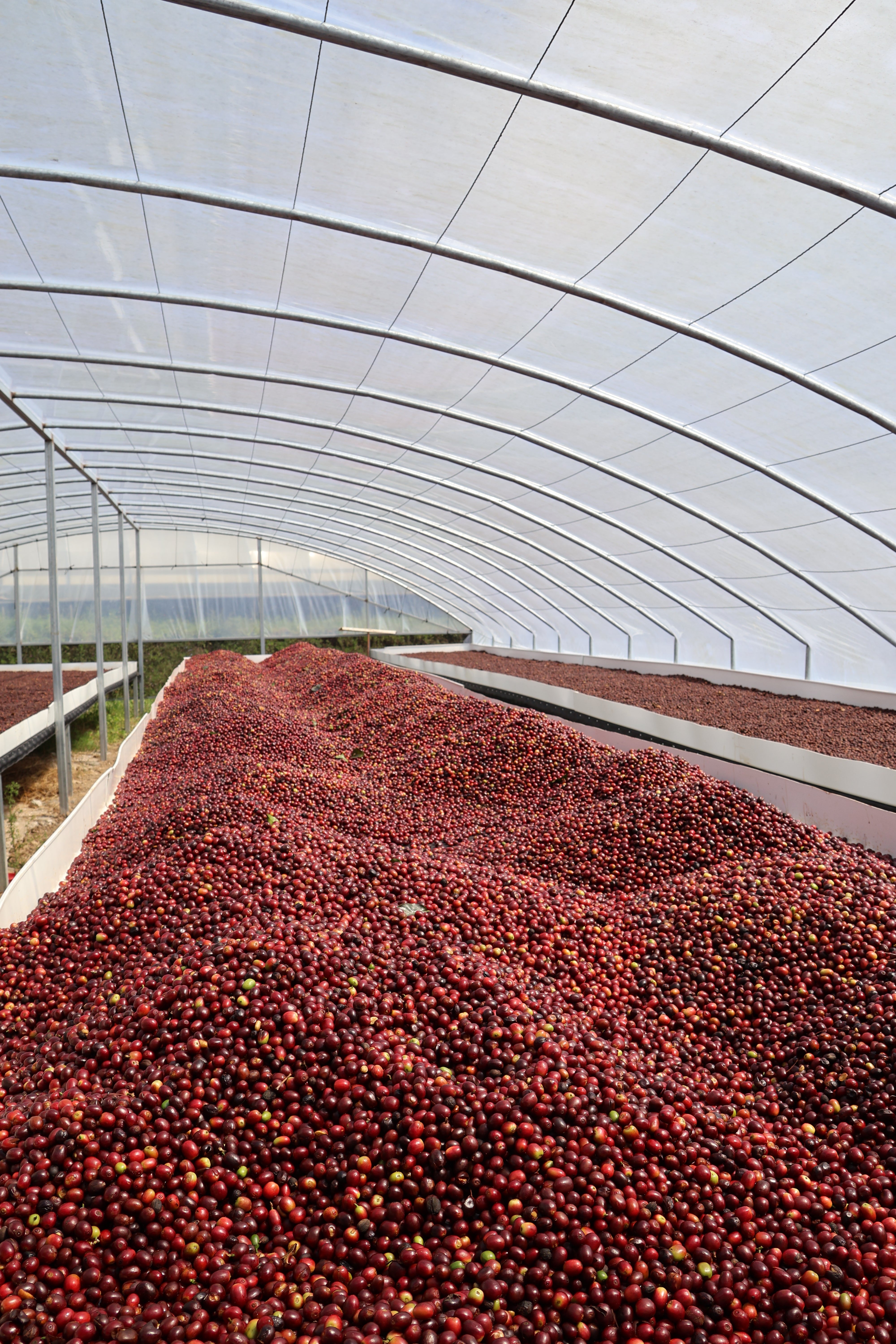 Honduras Combrifol Natural | Moderner Filterkaffee | Single Origin