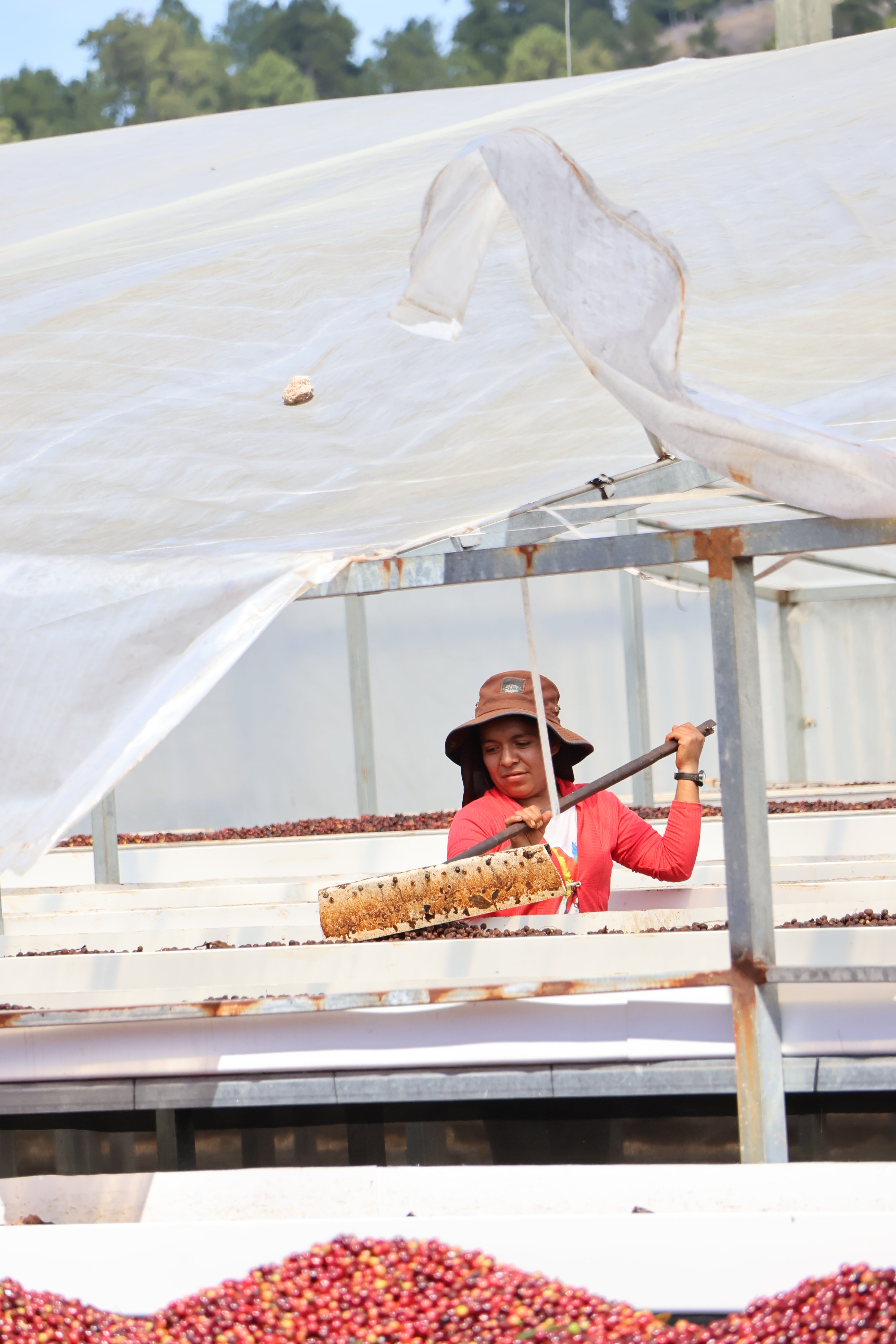 HONDURAS COMBRIFOL NATURAL | Moderner Espresso | Single Origin