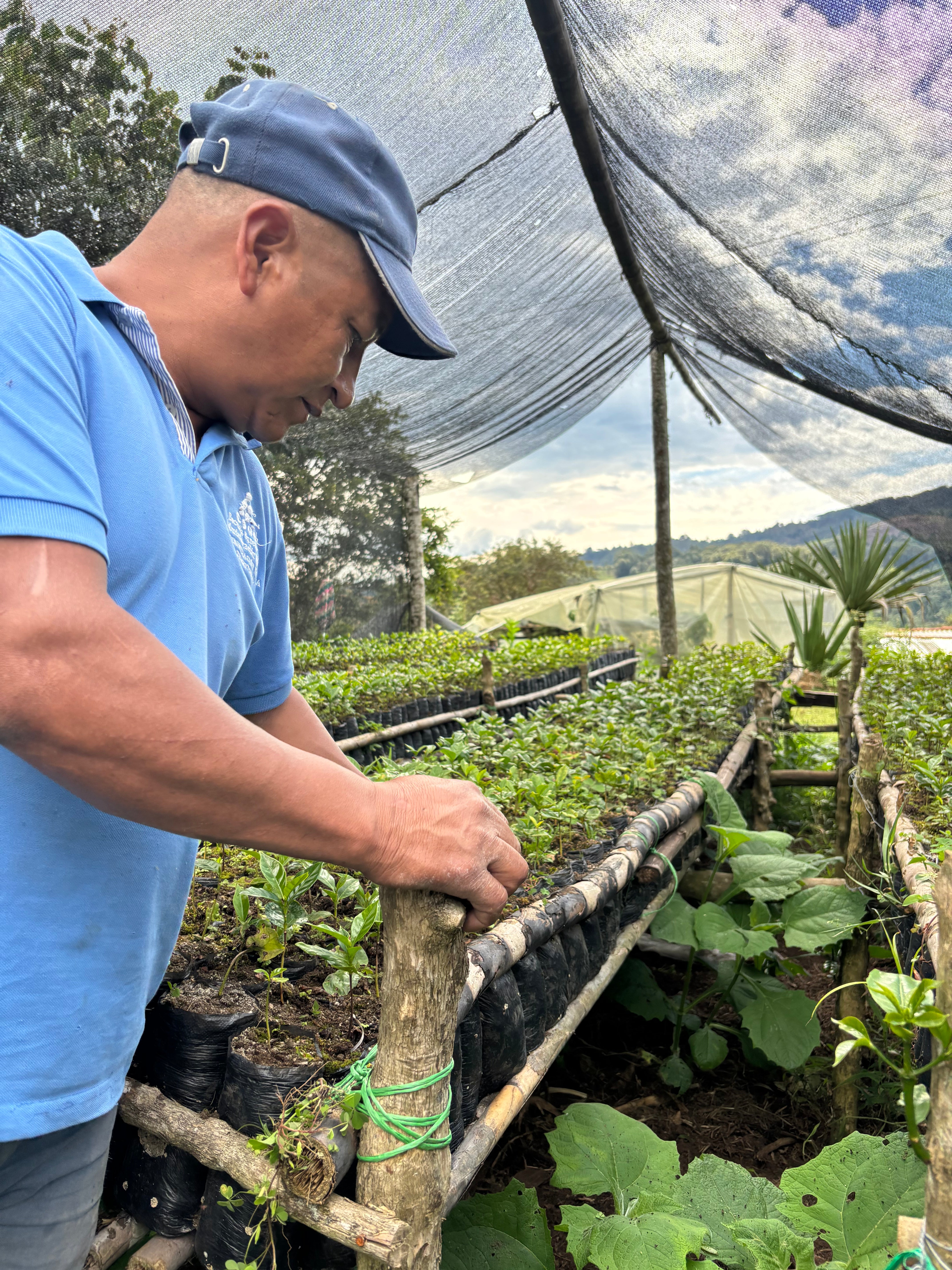KOLUMBIEN FONDO PAEZ | gewaschen| Moderner Filterkaffee