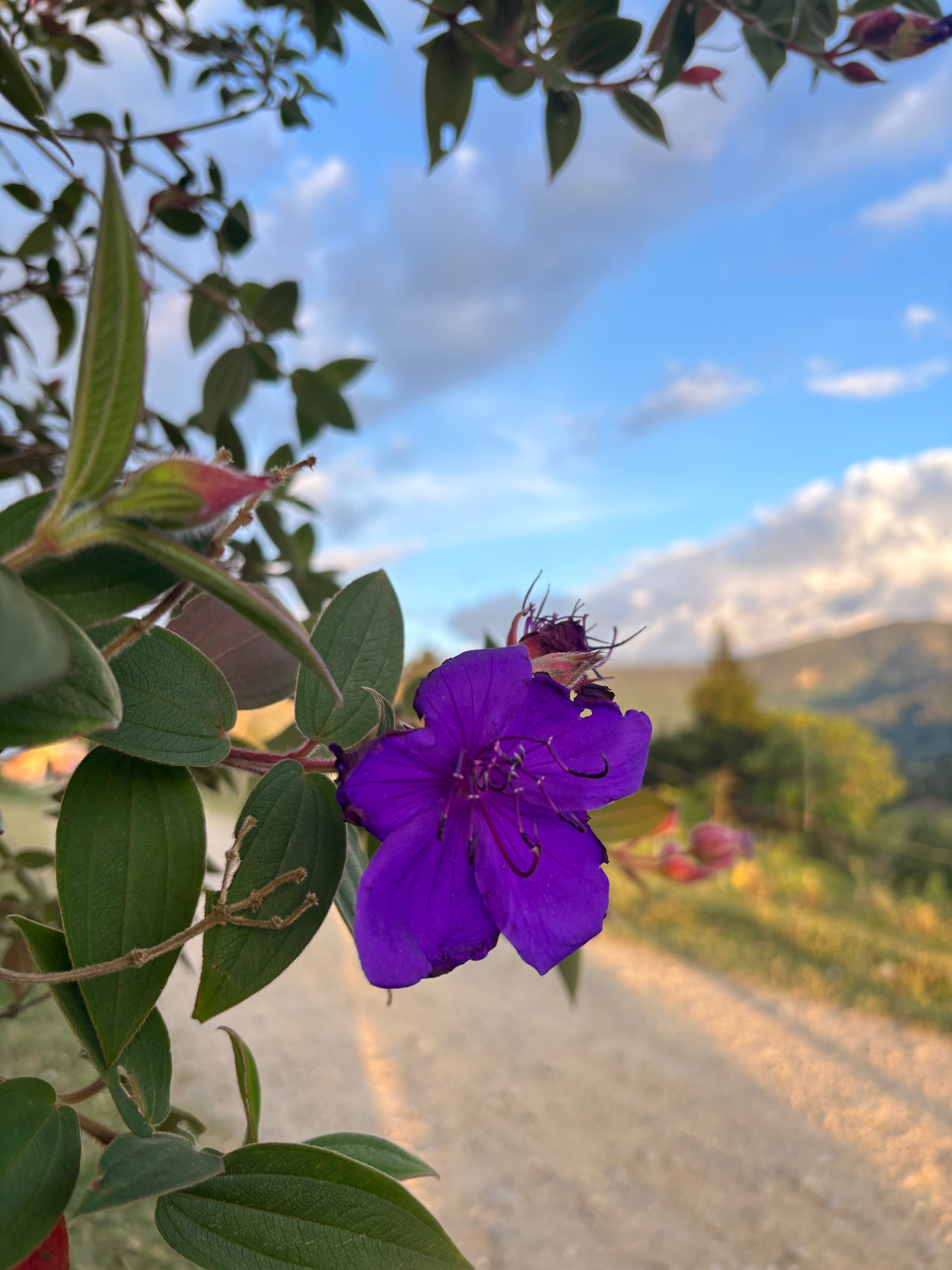 KOLUMBIEN FONDO PAEZ | gewaschen| Moderner Filterkaffee