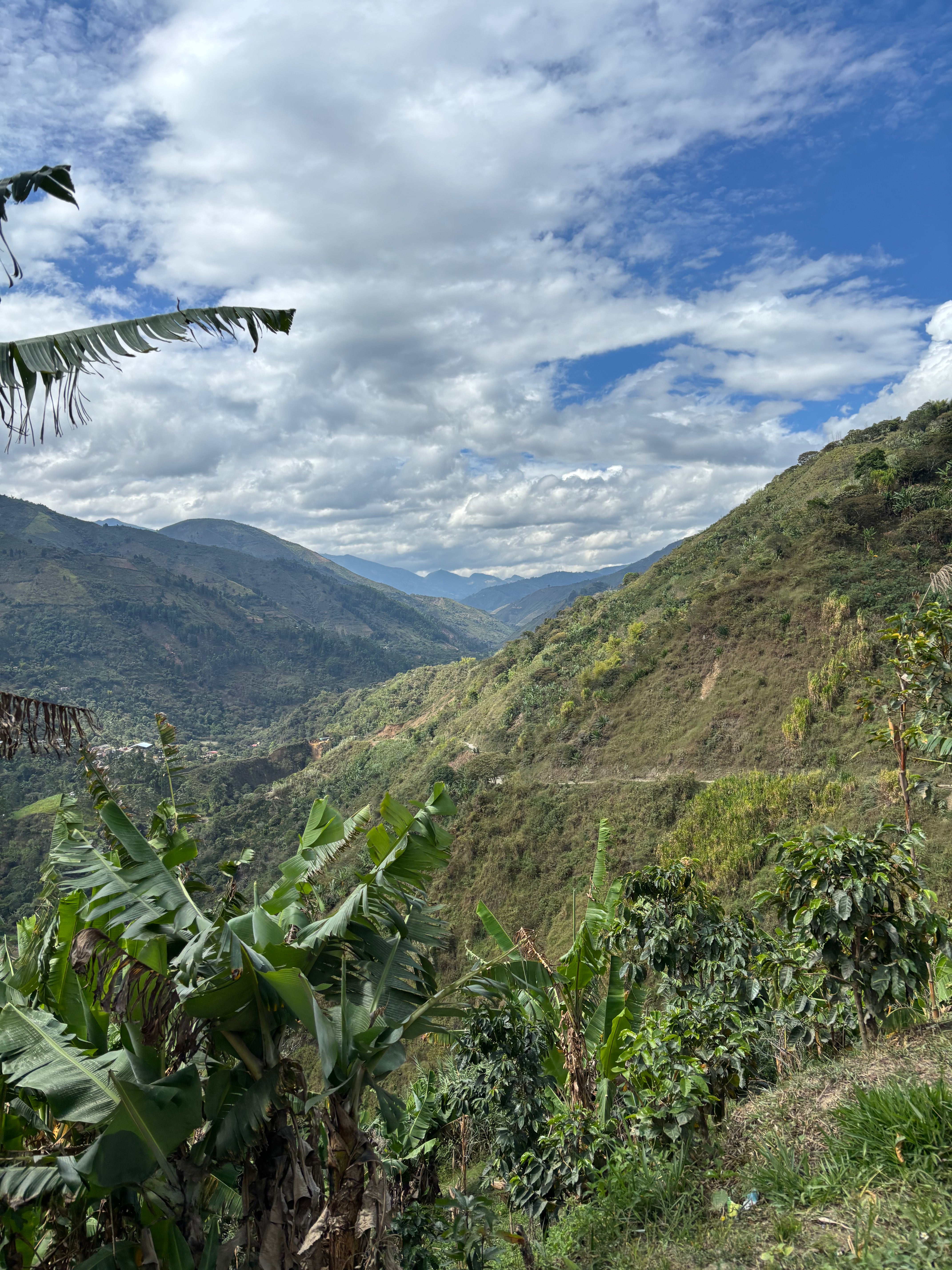 KOLUMBIEN FONDO PAEZ | gewaschen| Moderner Filterkaffee
