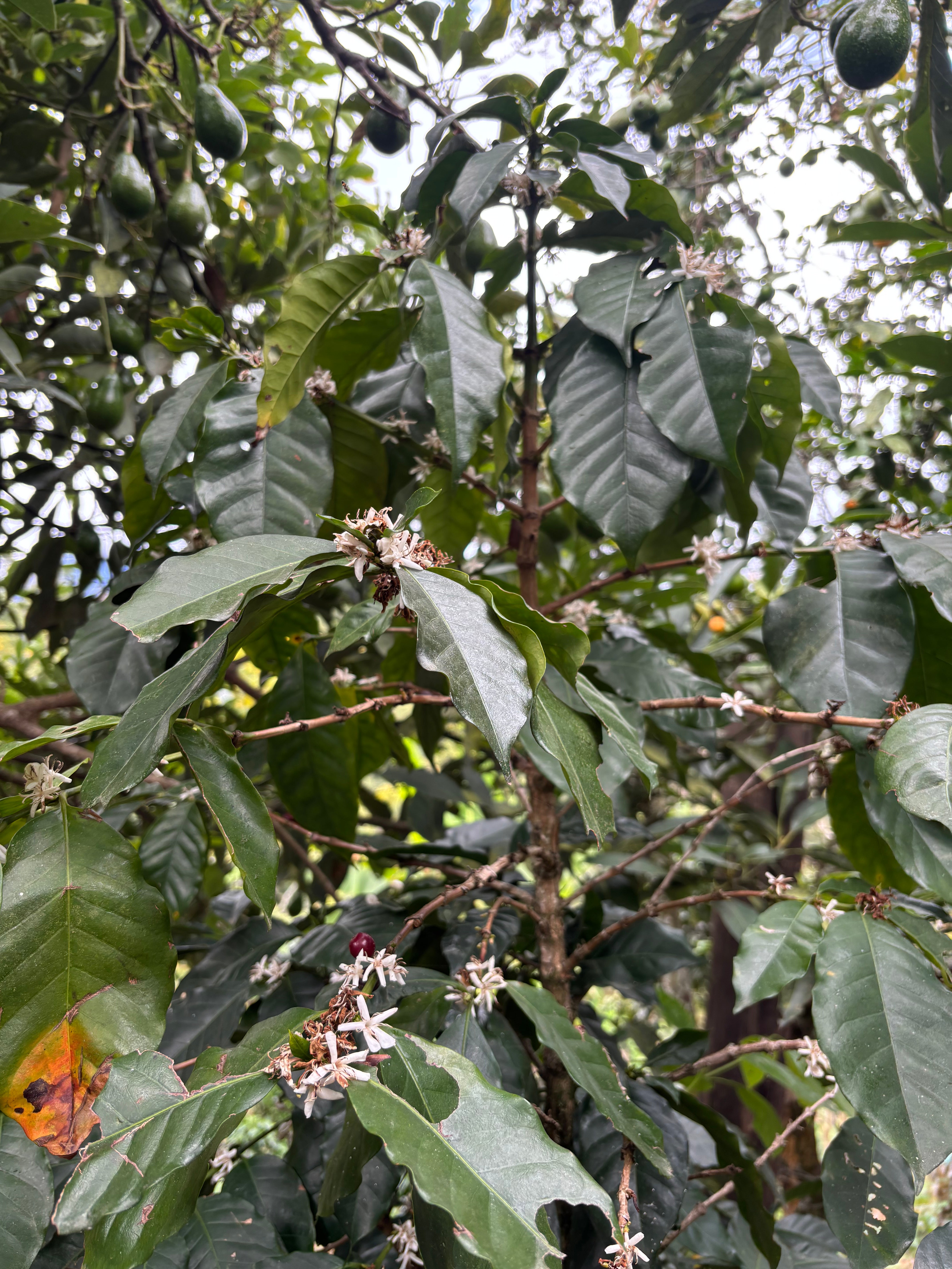 KOLUMBIEN PINK BOURBON | Cosurca Microlot | Moderner Filterkaffee | Single Origin