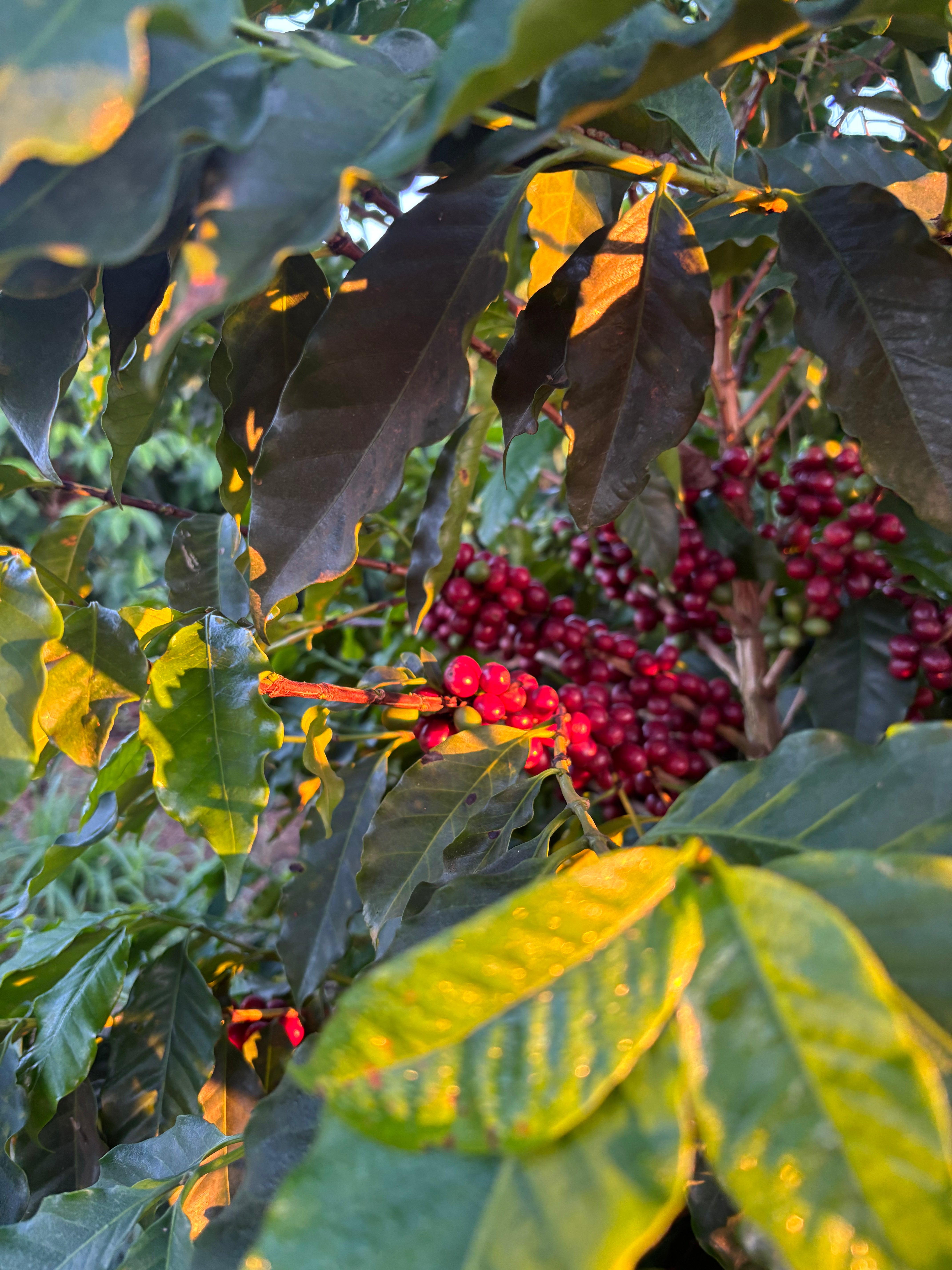 BRASILIEN COOPFAM | Microlot Natural | Moderner Filterkaffee | Single Origin