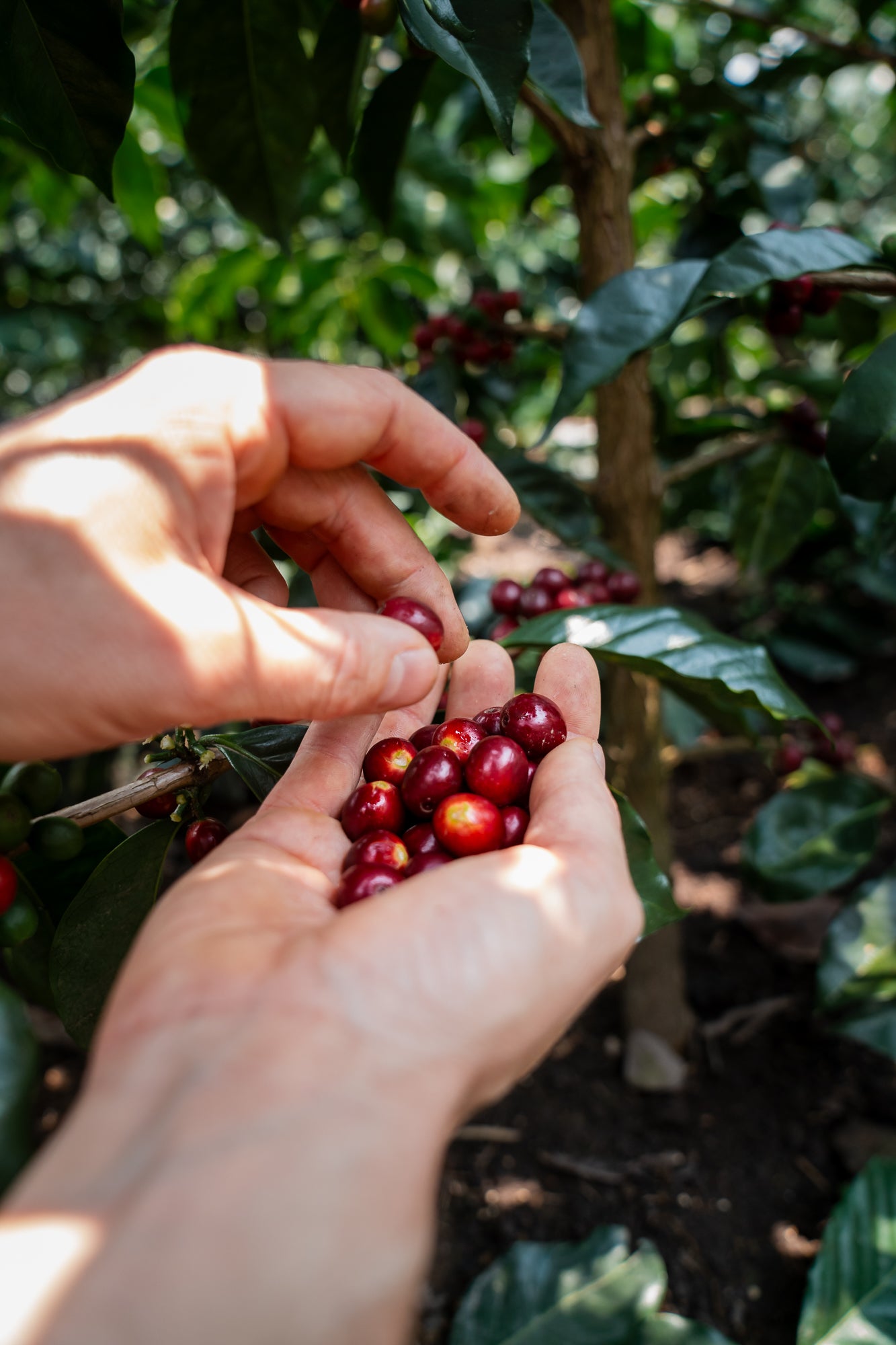 RUTAS DEL INCA | Peru Microlot Anaerob Gewaschen | Moderner Filterkaffee | Single Origin