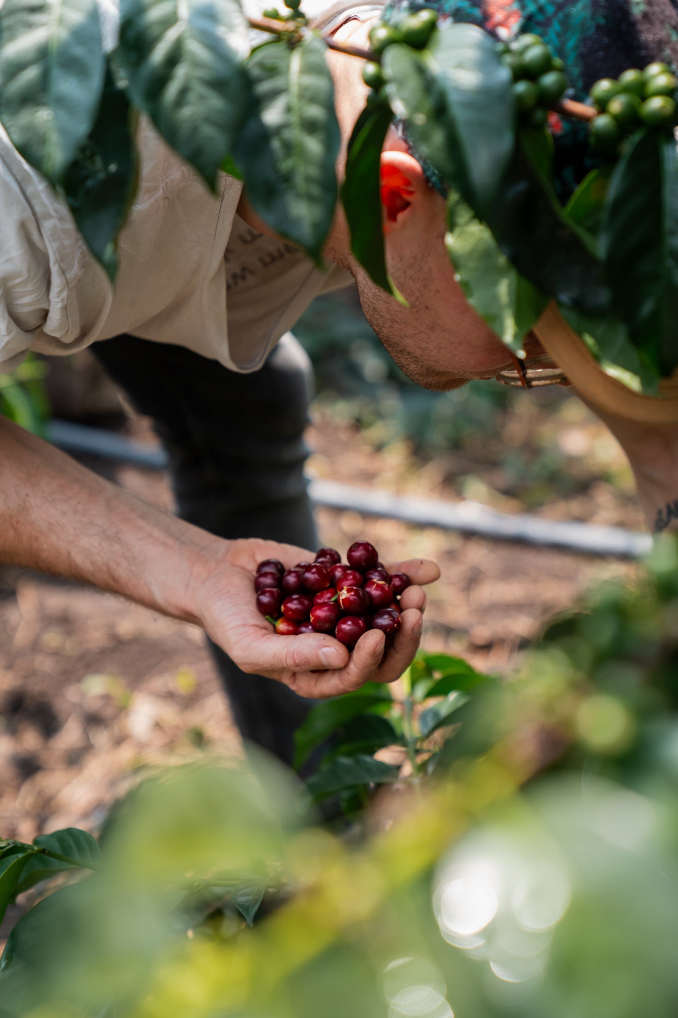 KAISER MISCHE | Neotraditioneller Espresso