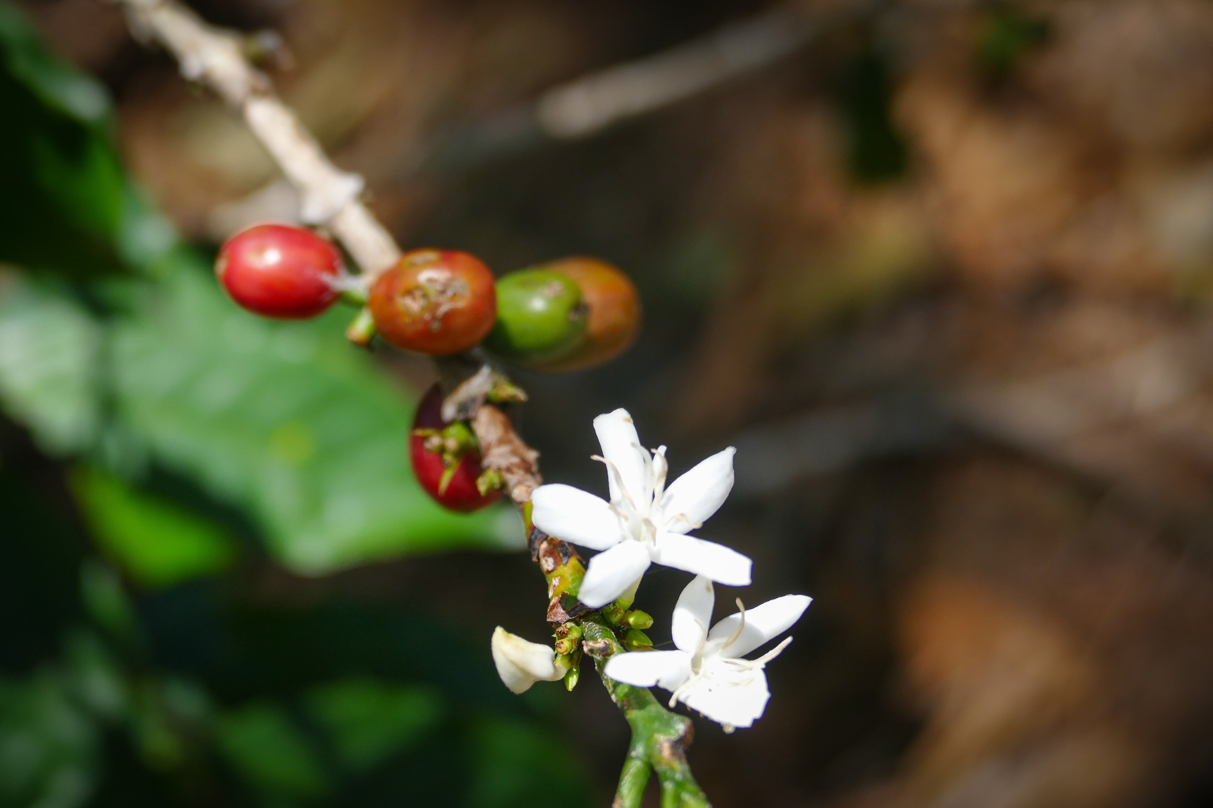 KOLUMBIEN PINK BOURBON | Cosurca Microlot | Moderner Filterkaffee | Single Origin