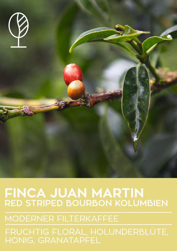 FINCA JUAN MARTIN  | Striped Red Bourbon | Microlot | Moderner Filterkaffee