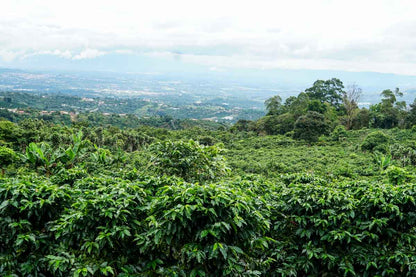 Costa Rica, Perla del Café, Yellow Honey SL-28 | Moderner Filterkaffee