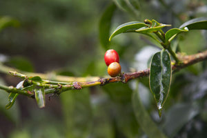 Kolumbien NATURAL PINK BOURBON Finca Juan Martin | Moderner Filterkaffee