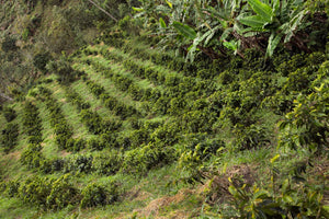 Kolumbien NATURAL PINK BOURBON Finca Juan Martin | Moderner Filterkaffee