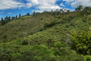 Kolumbien NATURAL PINK BOURBON Finca Juan Martin | Moderner Filterkaffee