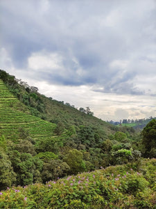 Kolumbien NATURAL PINK BOURBON Finca Juan Martin | Moderner Filterkaffee