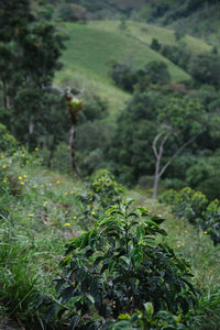 Kolumbien NATURAL PINK BOURBON Finca Juan Martin | Moderner Filterkaffee
